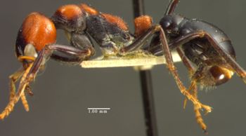 Media type: image; Entomology 20340   Aspect: habitus lateral view